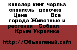  кавалер кинг чарльз спаниель -девочка › Цена ­ 45 000 - Все города Животные и растения » Собаки   . Крым,Украинка